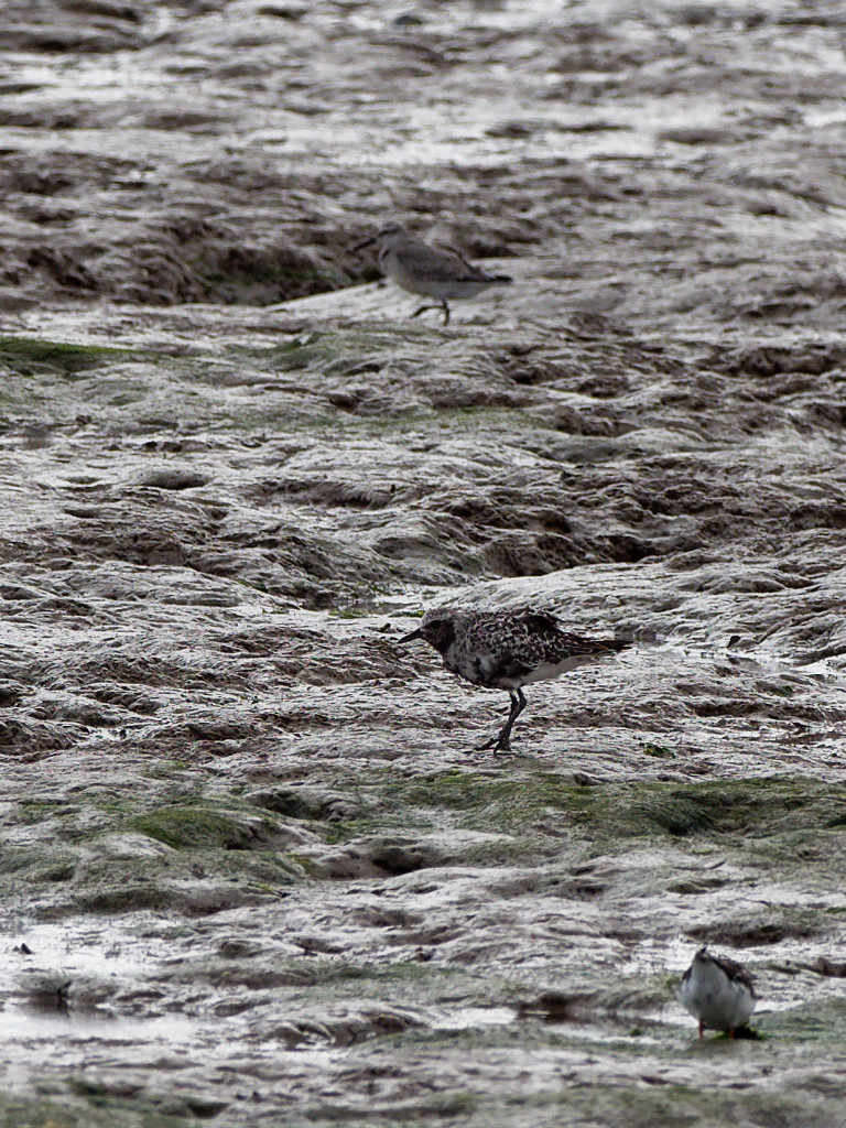 Grey Plovers | BirdForum