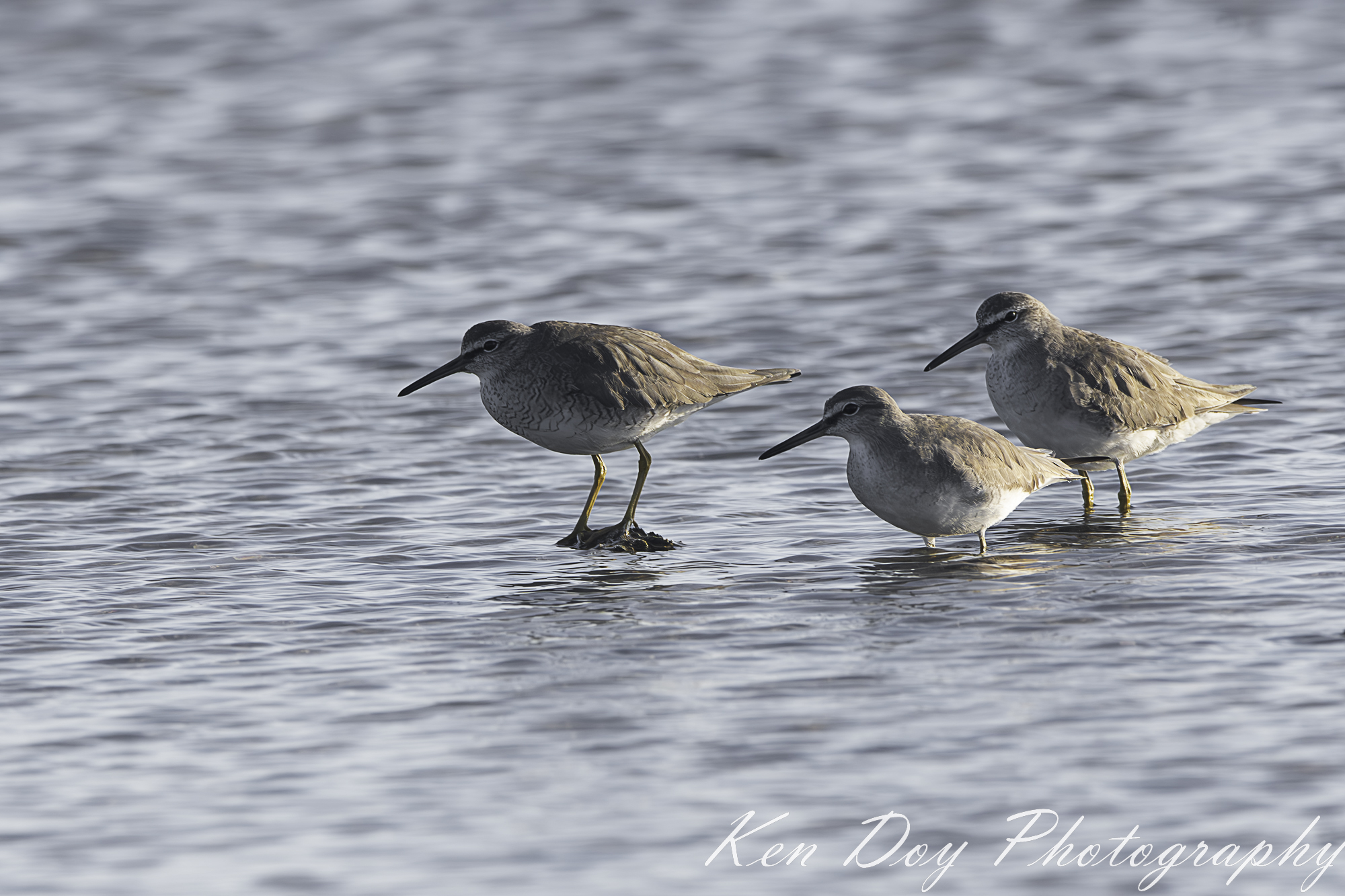 Grey-tailed Tattler