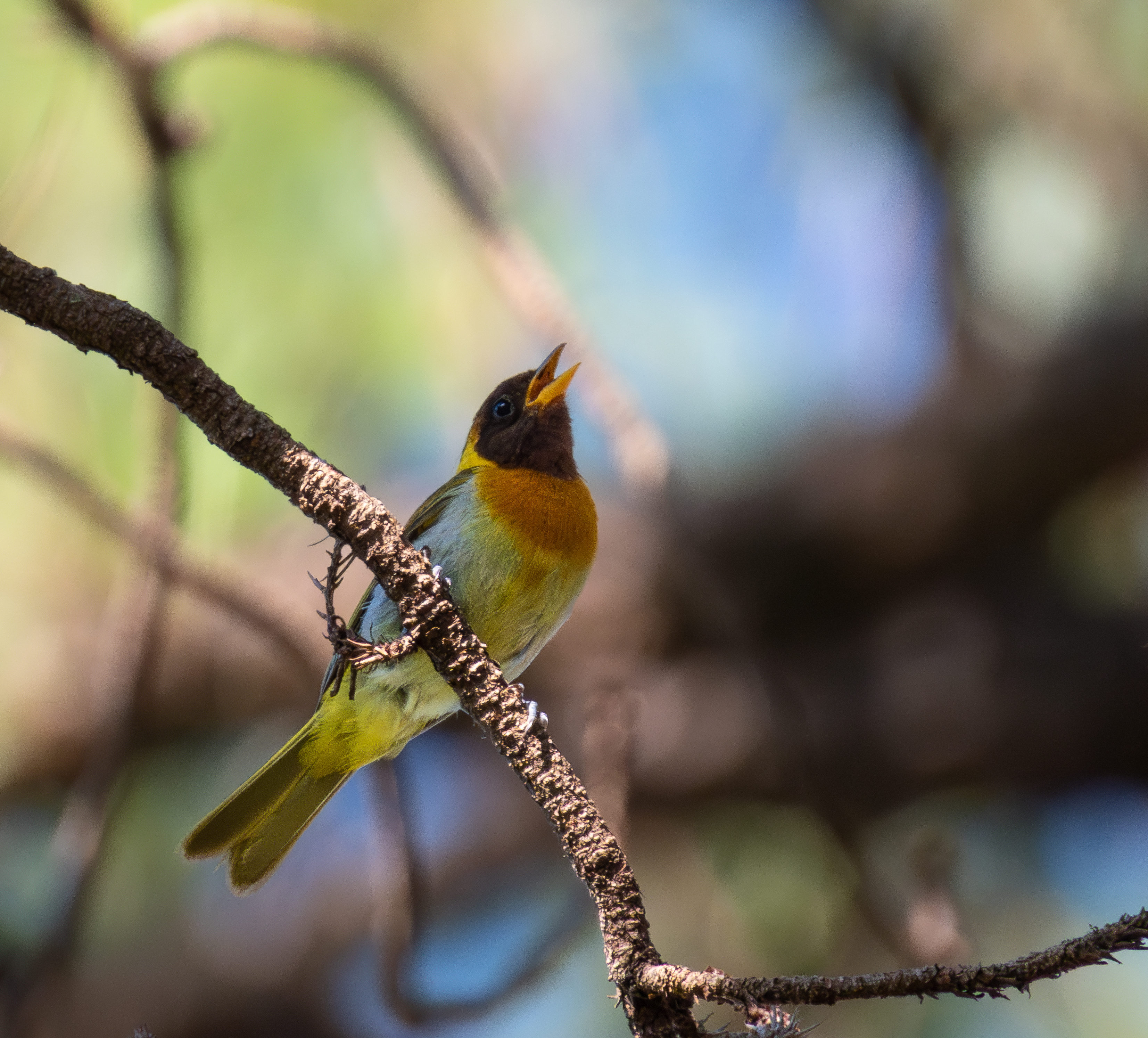 Guira Tanager