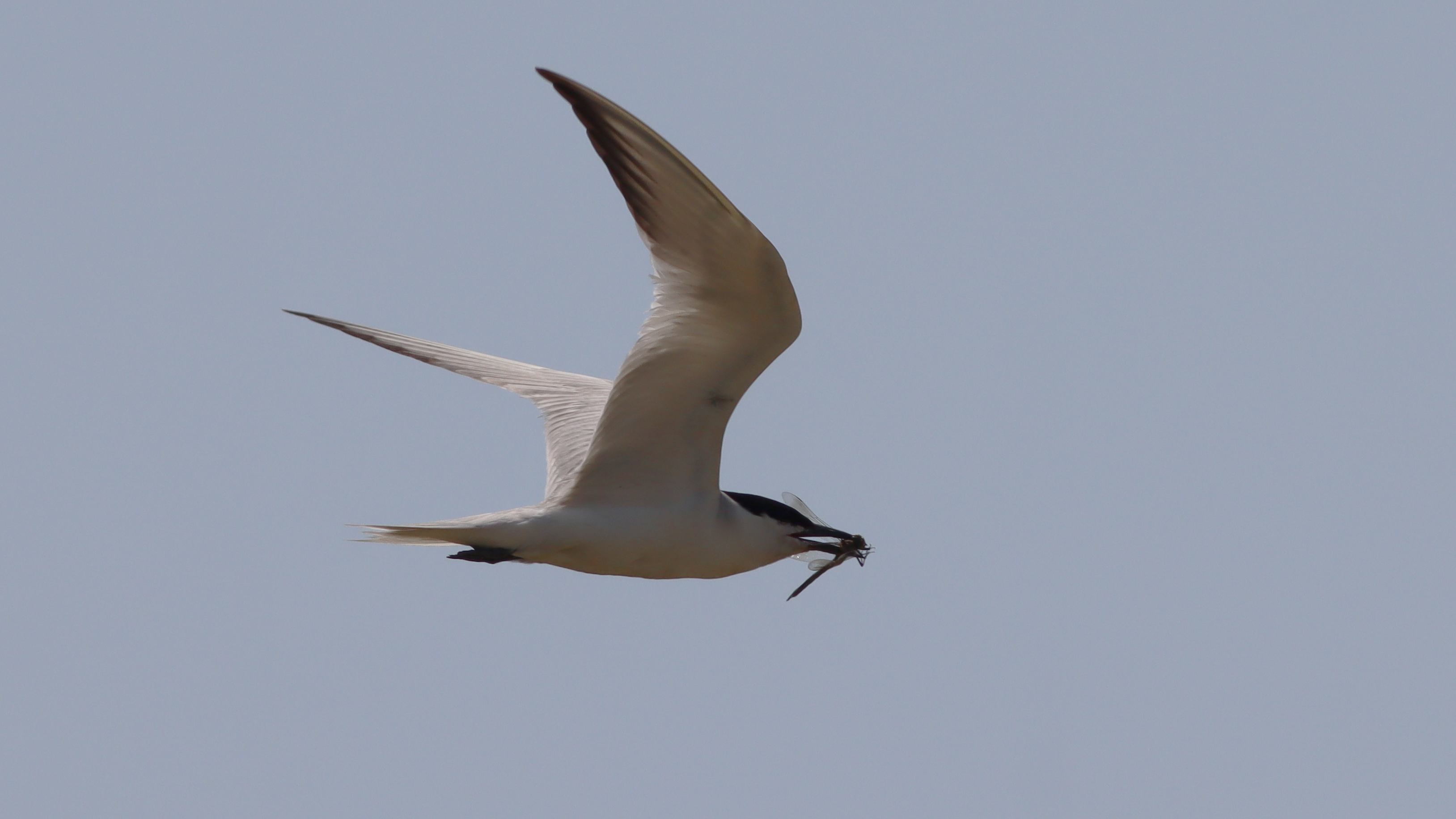 gull-billed tern