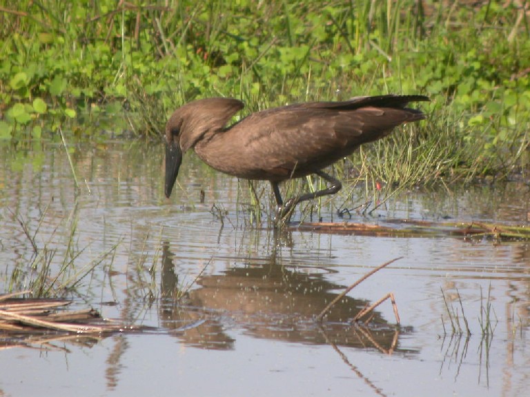 Hammerkop