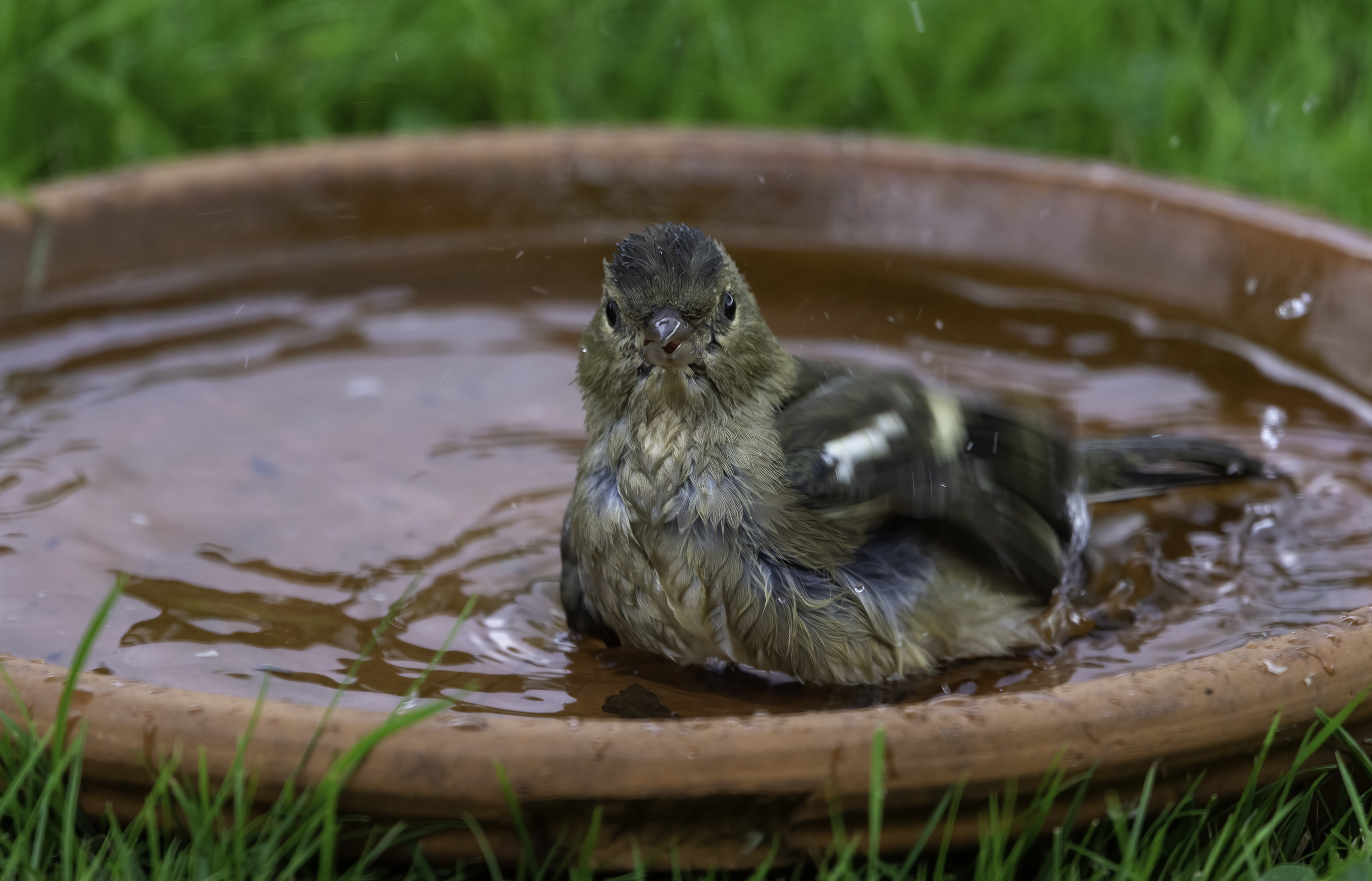 Happy bather