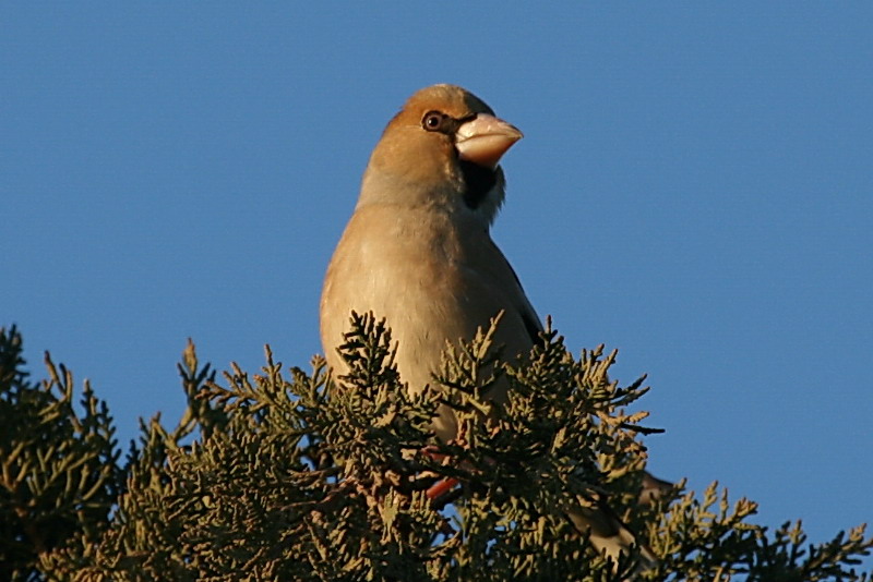 Hawfinch