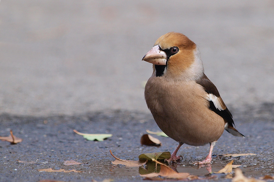 Hawfinch