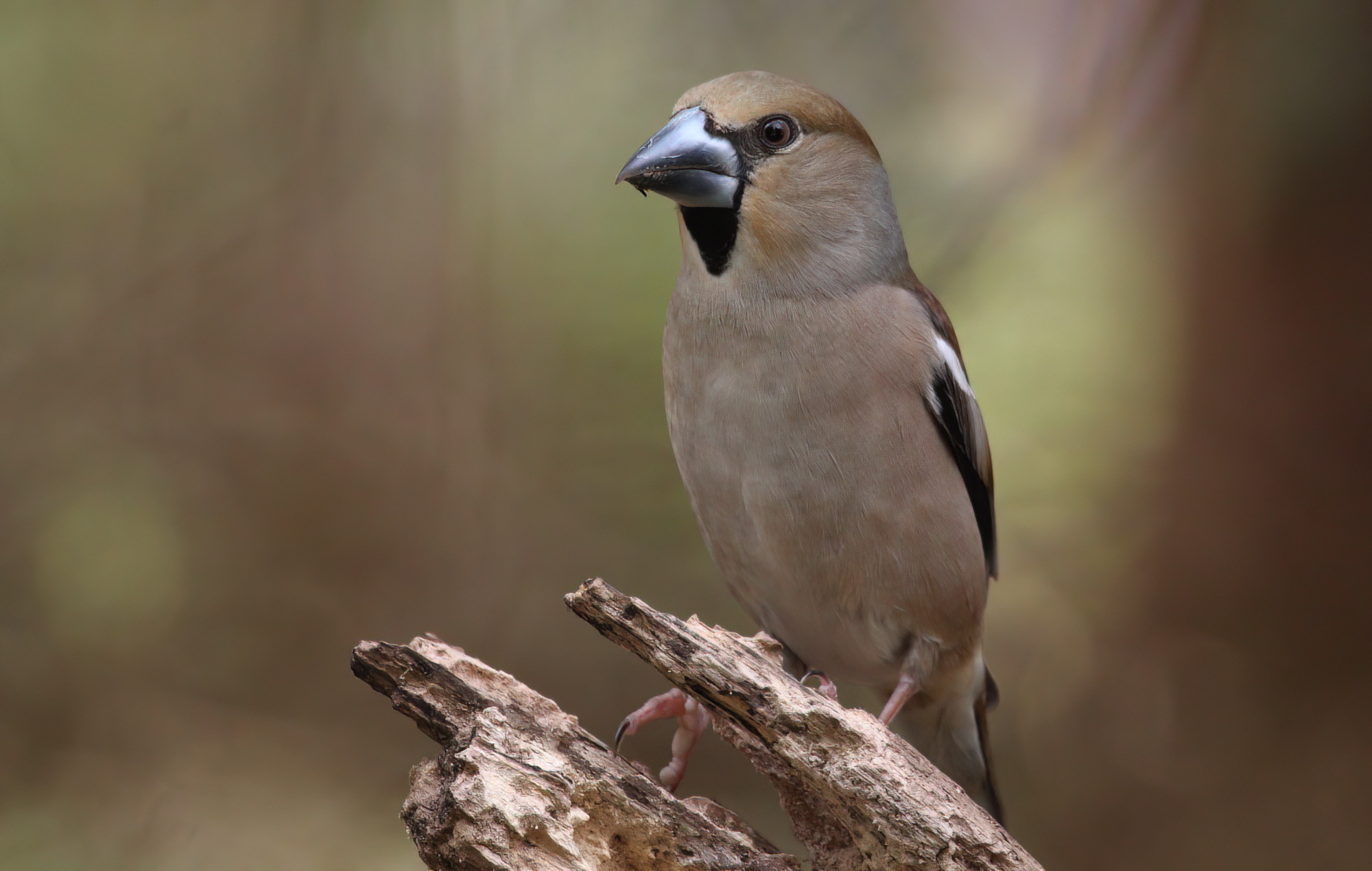 Hawfinch