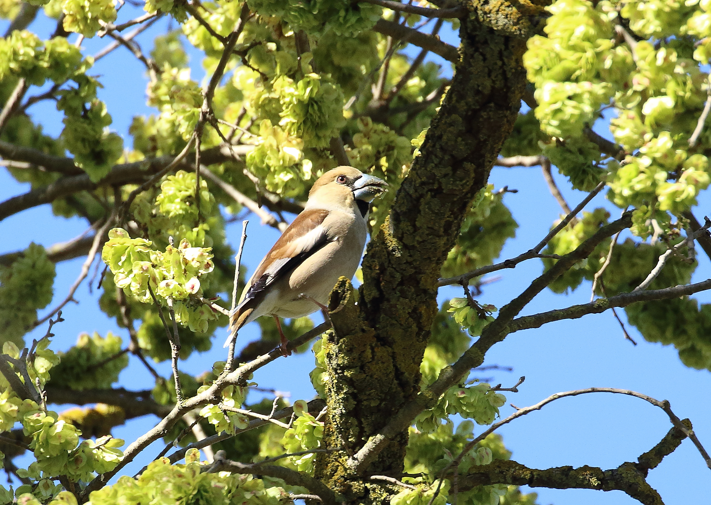 Hawfinch