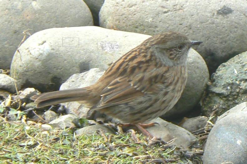 Hedge Accentor