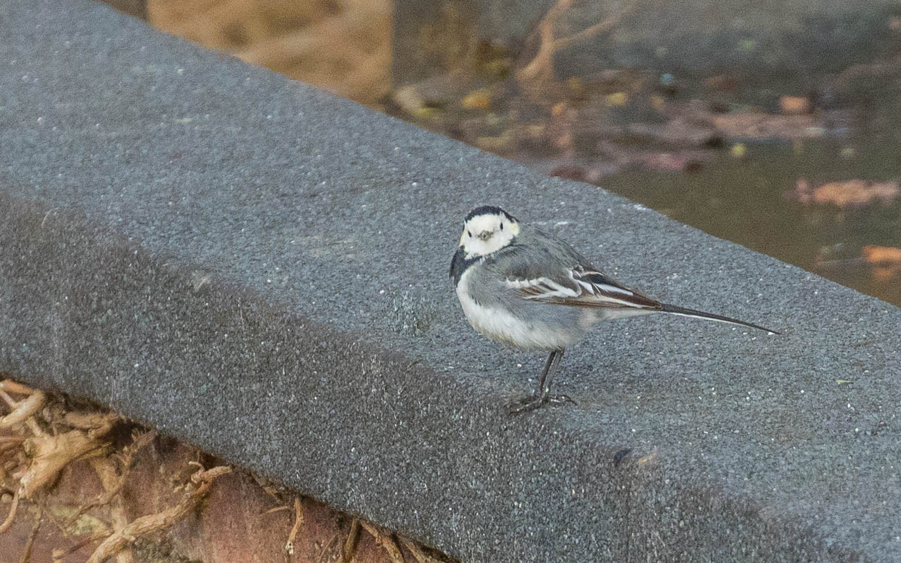 Hello mate!  (SF)