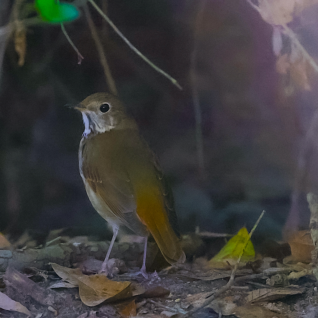 Hermit Thrush.jpg