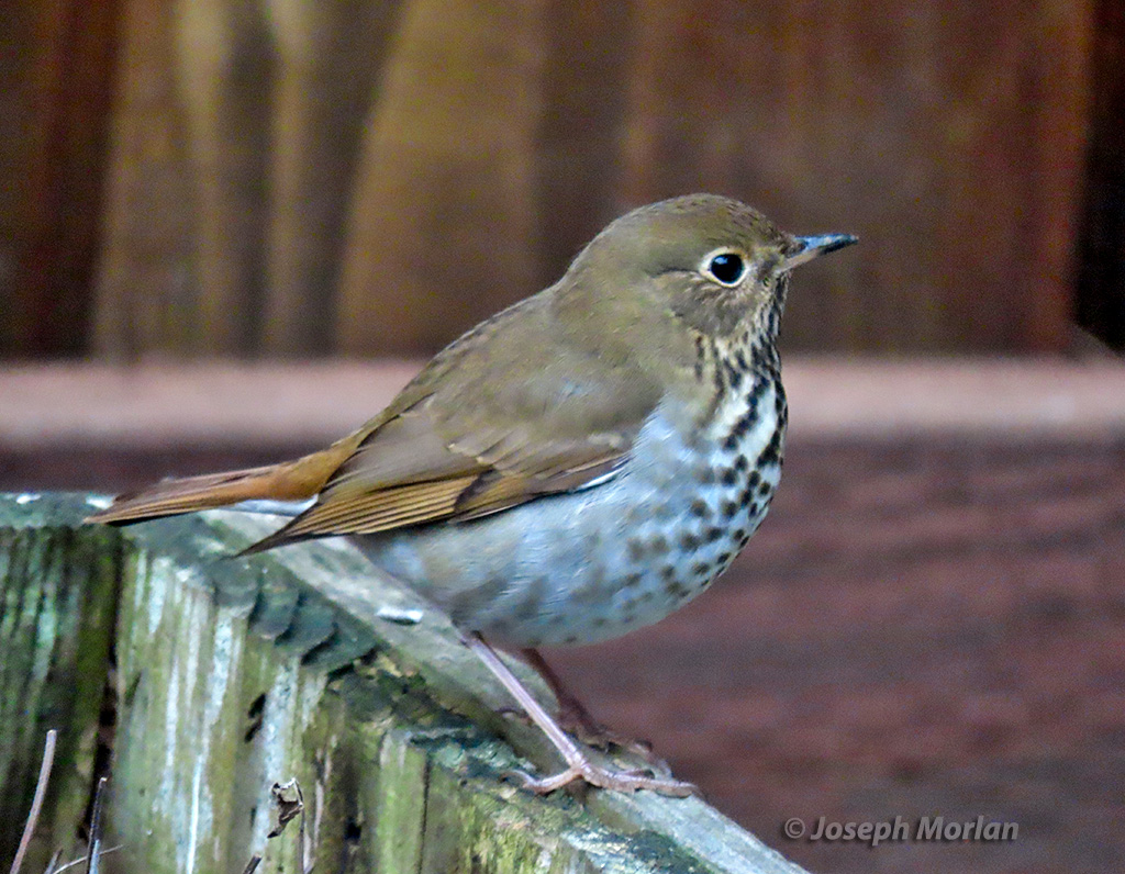 Hermit Thrush