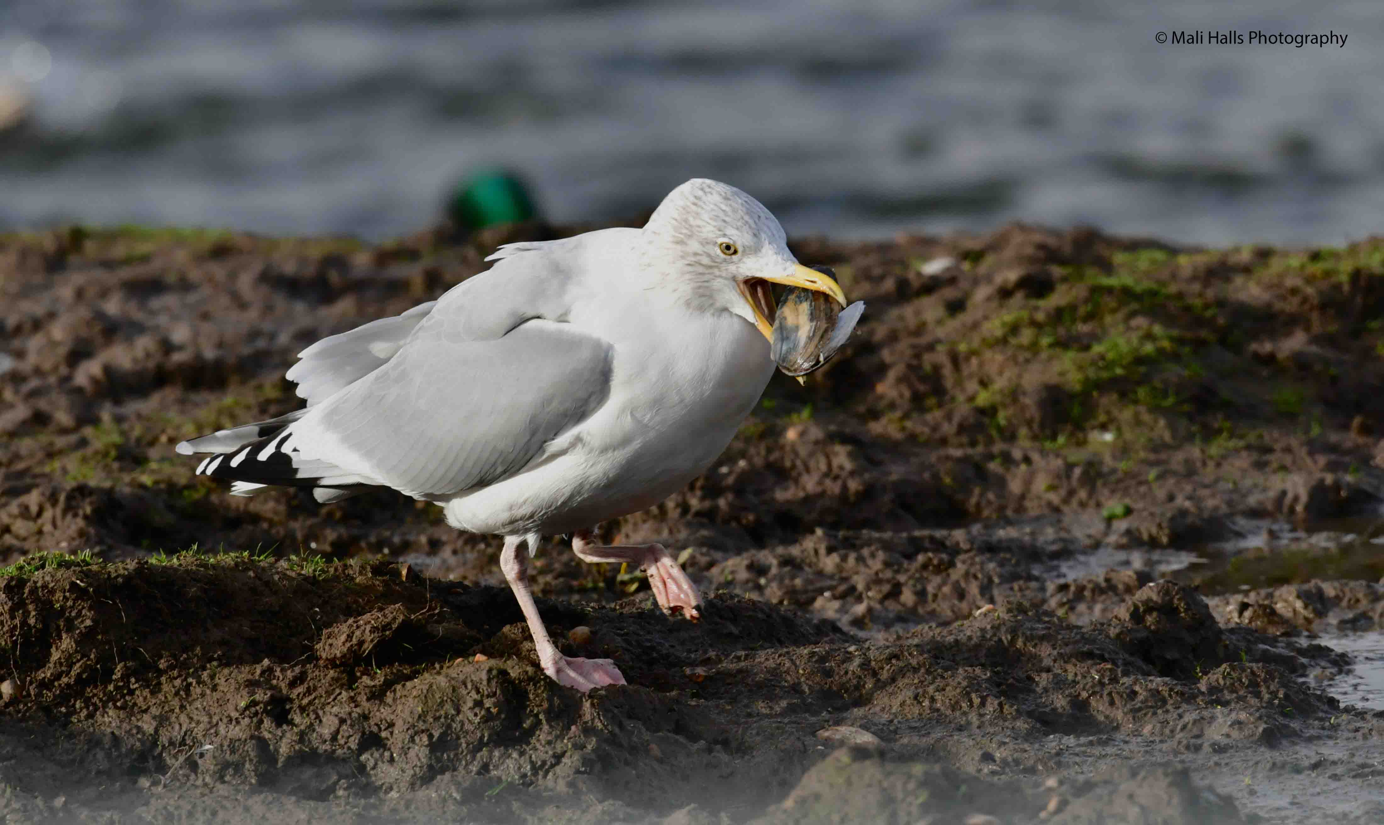 Herring Gull 2264.jpg