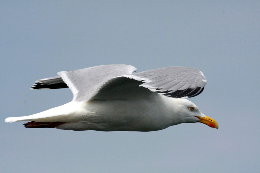 Herring Gull in flight BirdForum