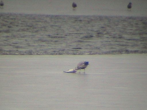 Herring Gull with lunch