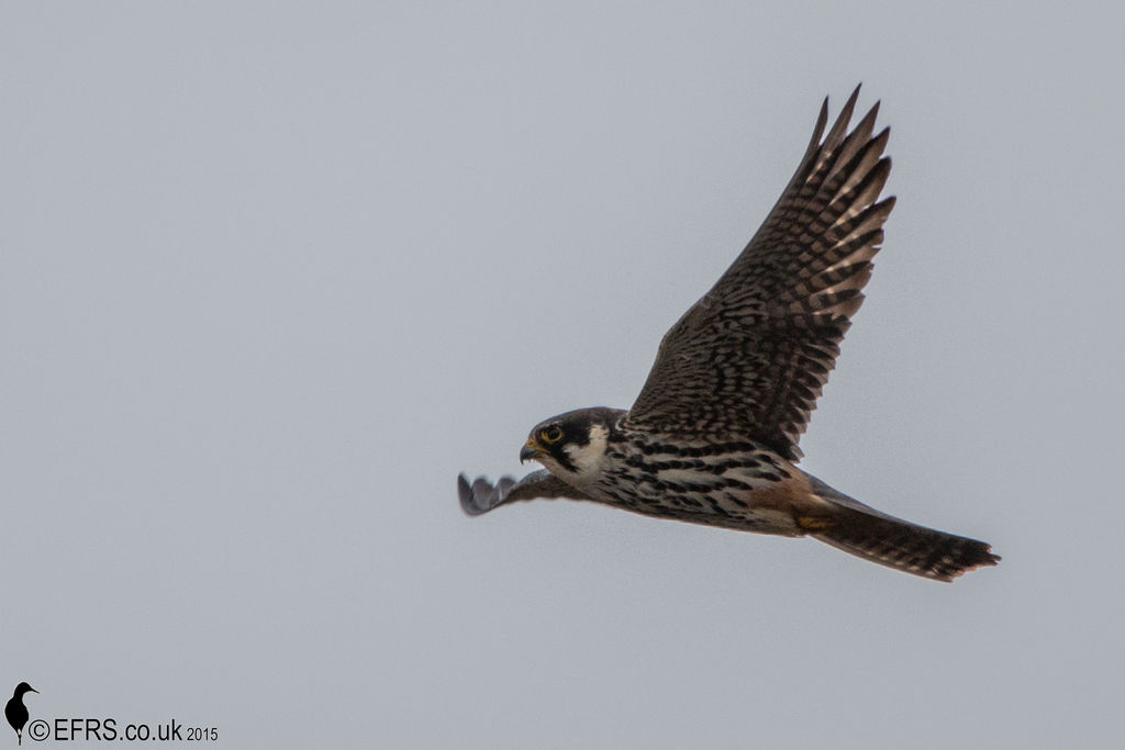 Hobby at Westhay Somerset