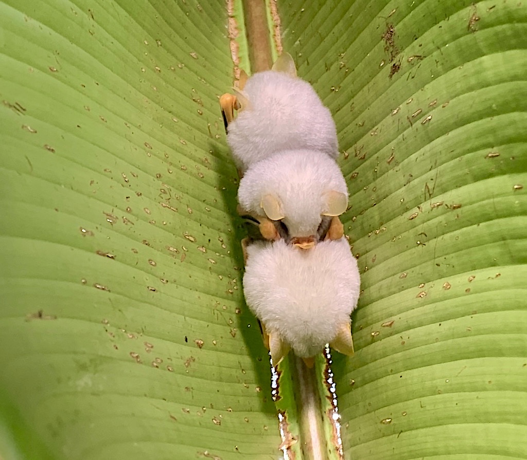 Honduran White Bats | BirdForum