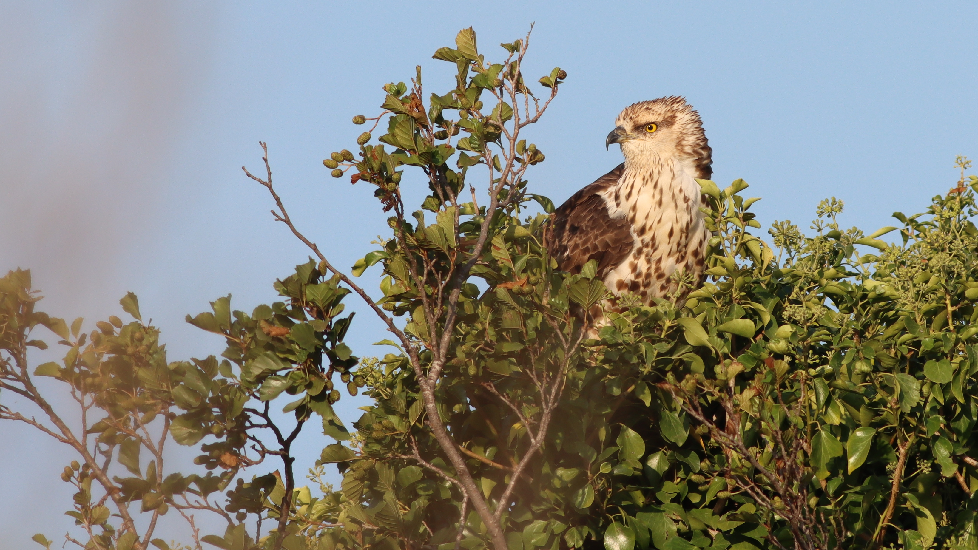 honey buzzard