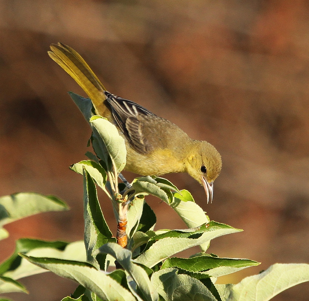 Hooded Oriole