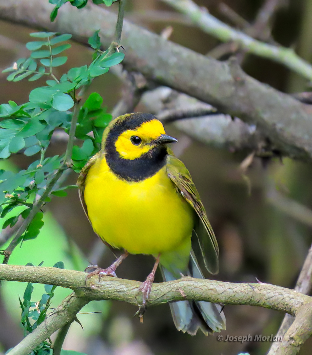 Hooded Warbler | BirdForum