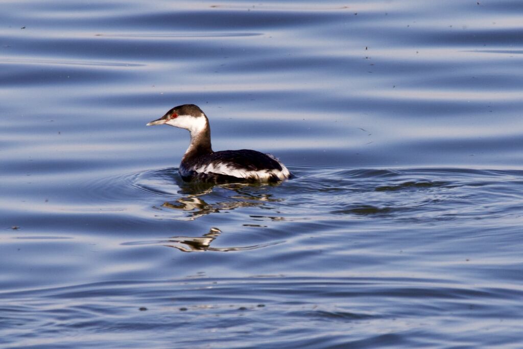 Horned Grebe | BirdForum