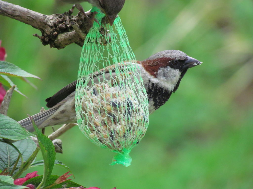 House Sparrow