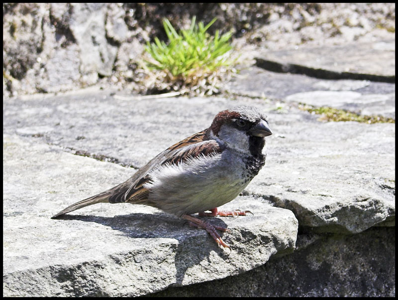 House sparrow