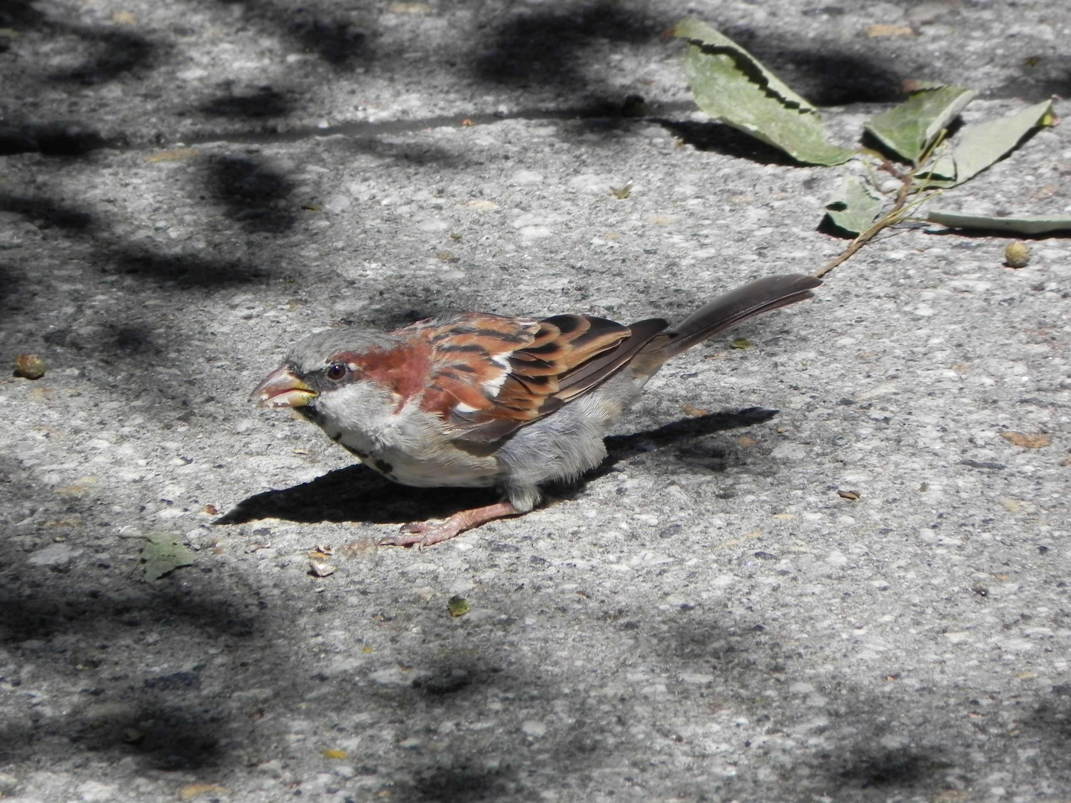 House sparrow