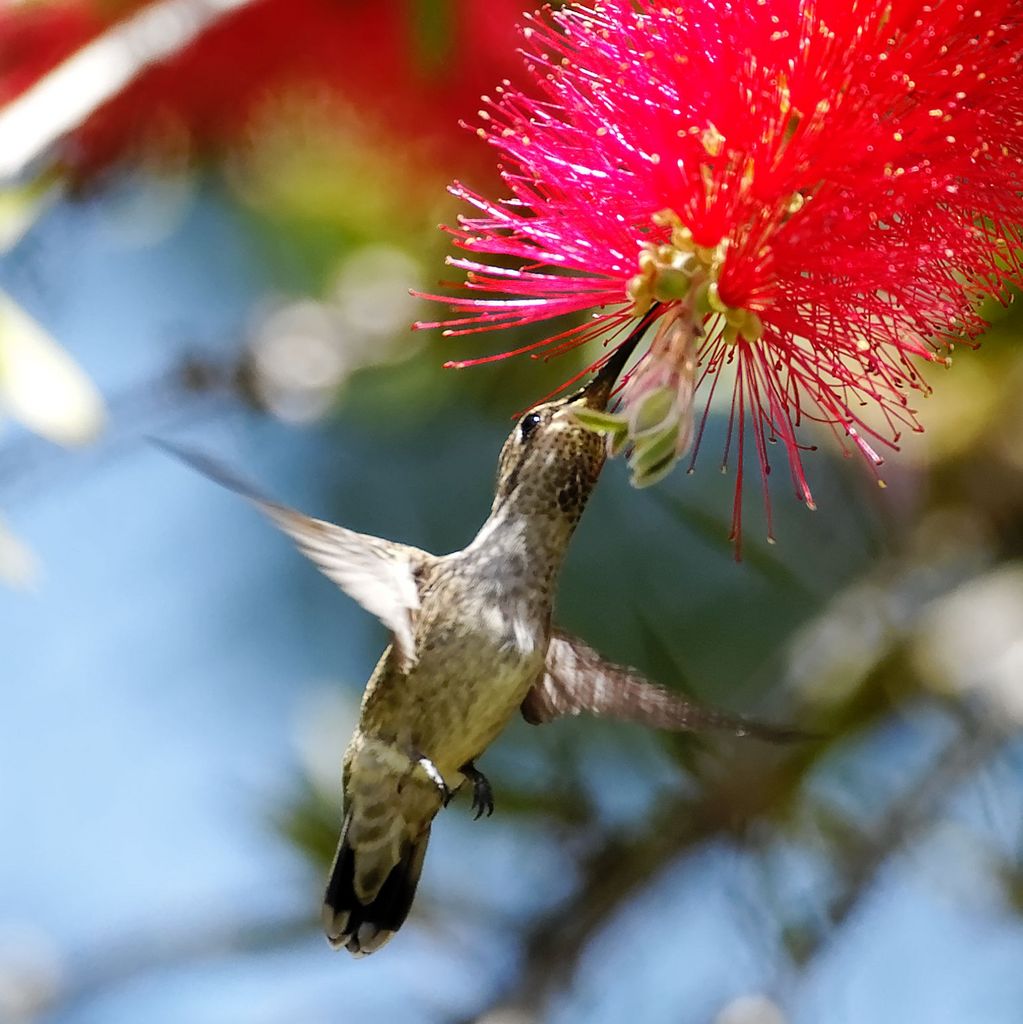 Hummingbird, Sierra Madre, Ca 