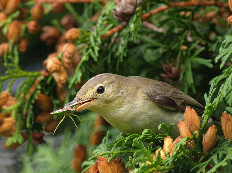 Icterine warbler