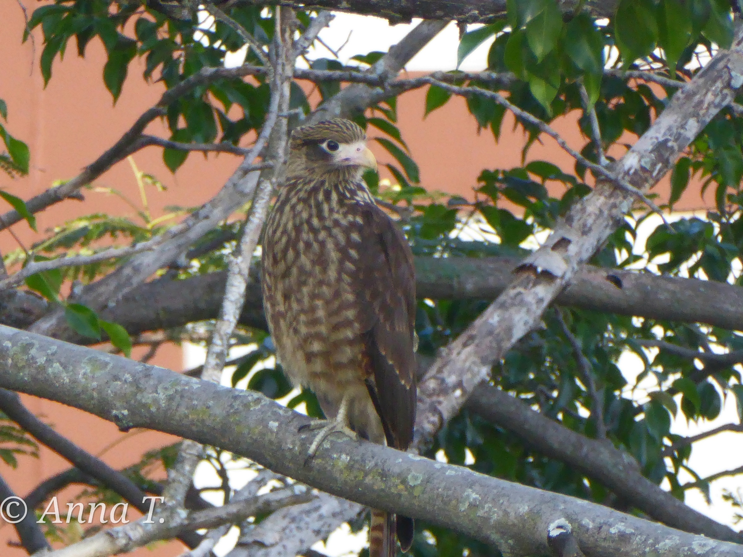 Immature yellow headed caracara