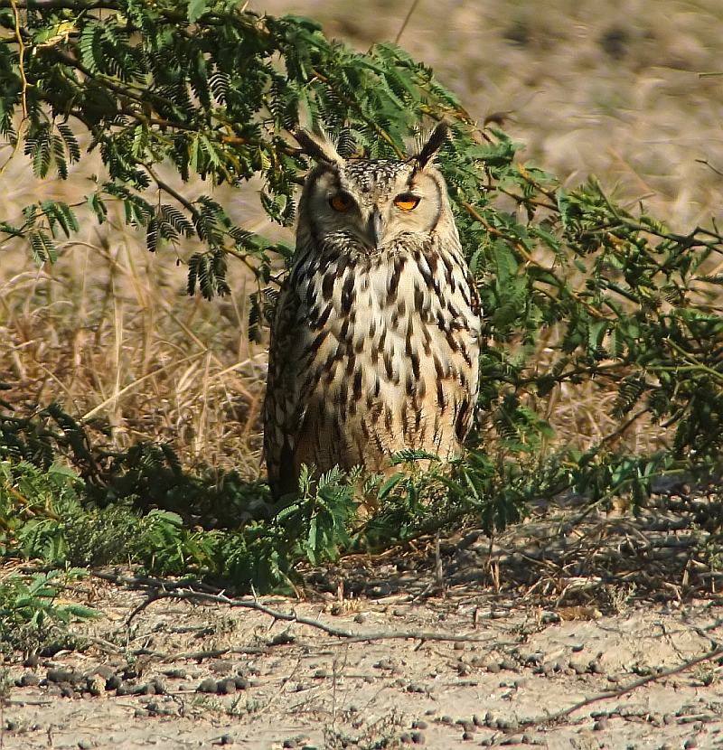 Indian Eagle Owl