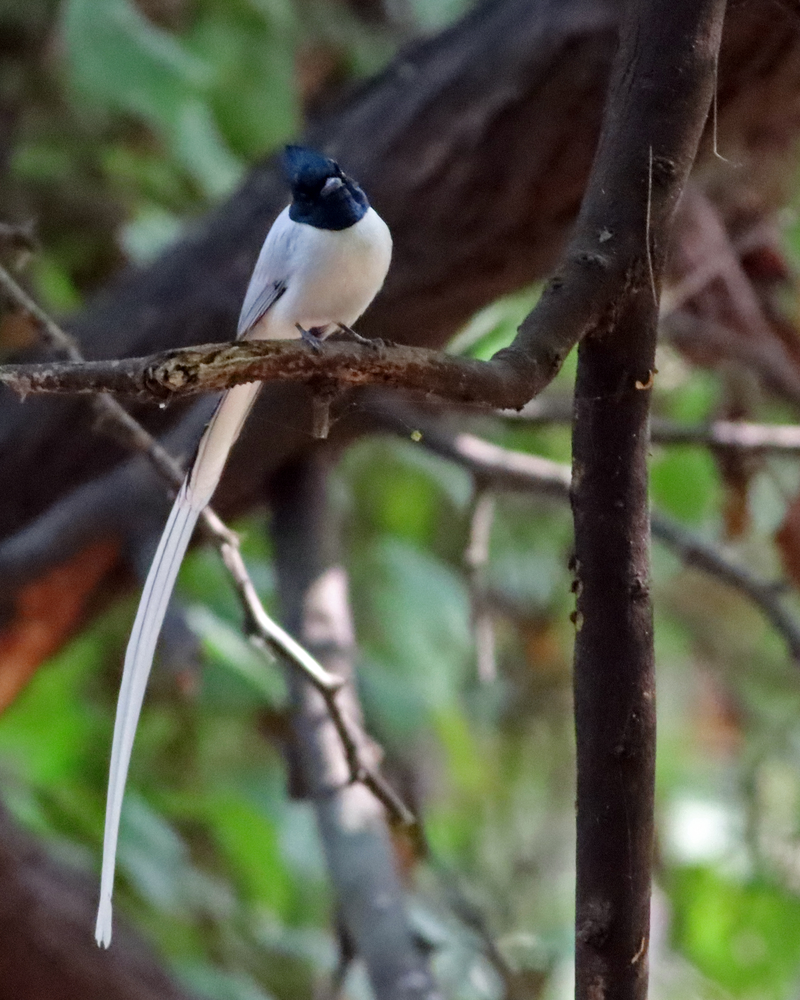 Indian paradise flycatcher