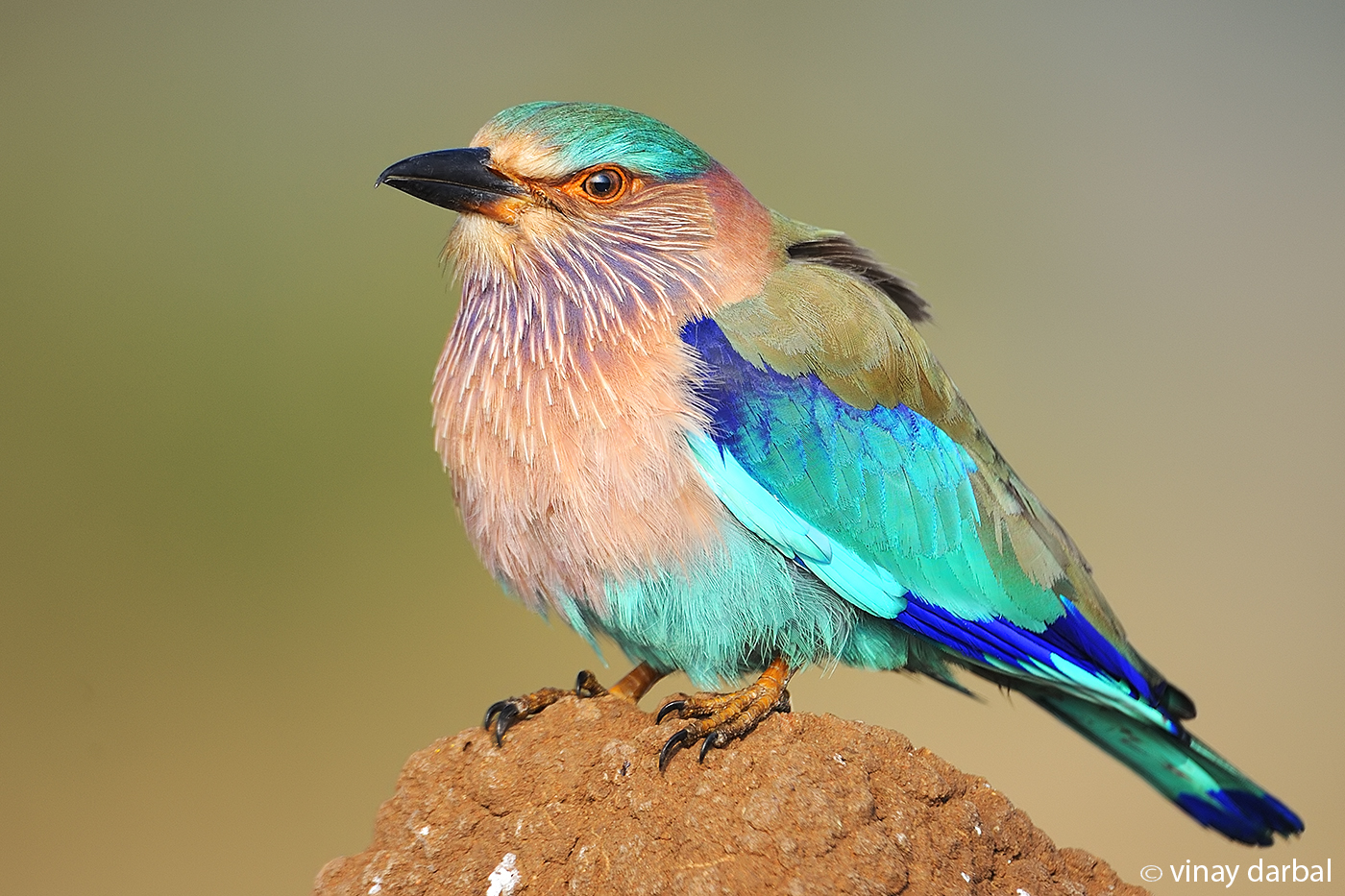 Indian roller.