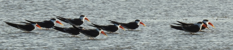 Indian Skimmers