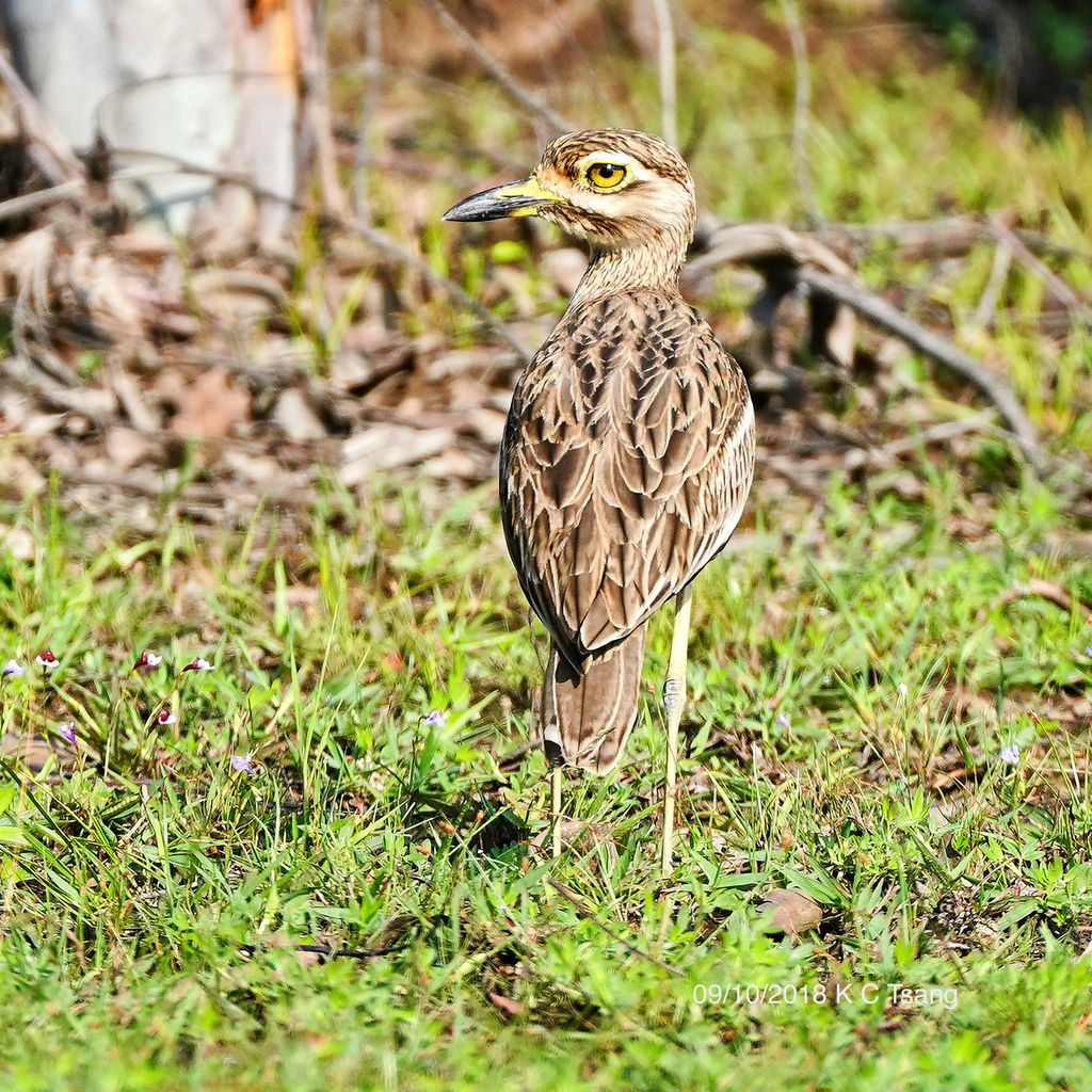 Indian Thick-knee