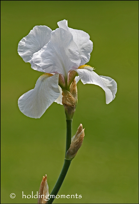 Iris