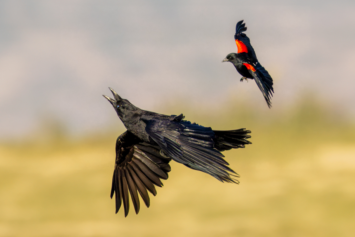 Is it possible to feel sorry for a crow?