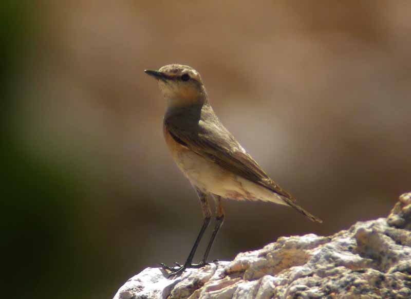 Isabelline Wheatear