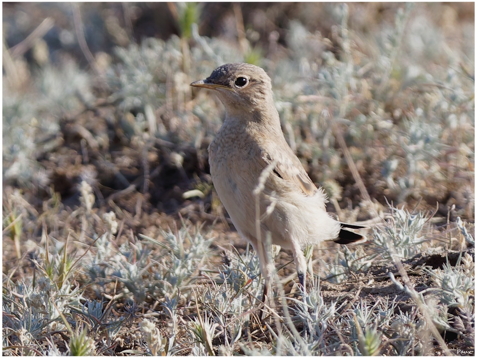 Isabelline Wheatear