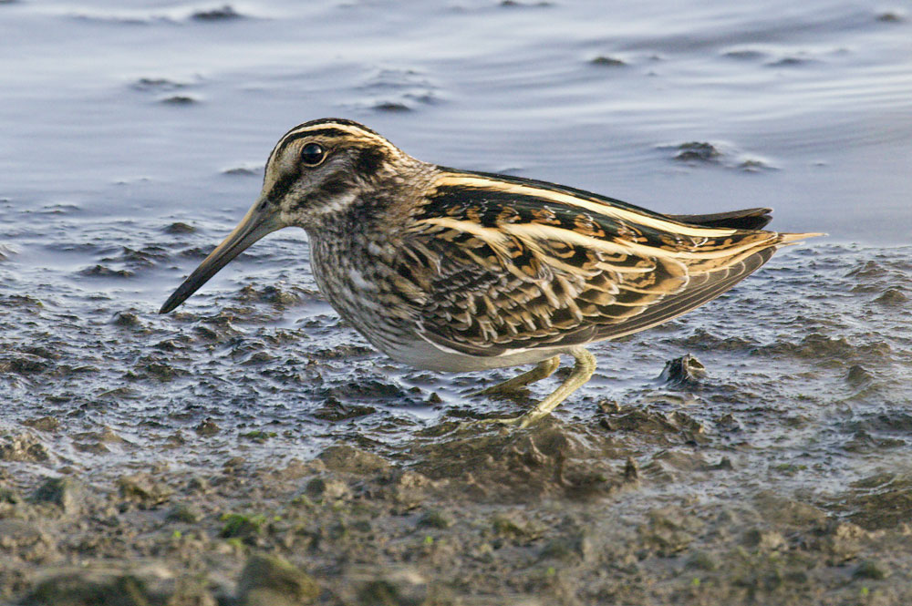 Jack snipe