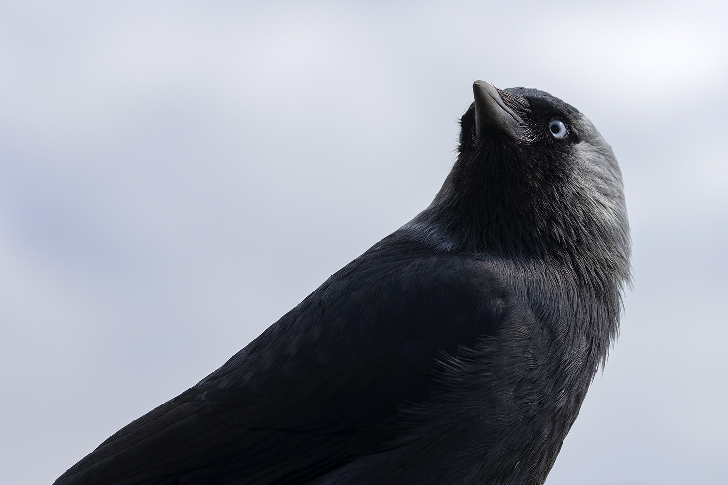 Jackdaw against the sky