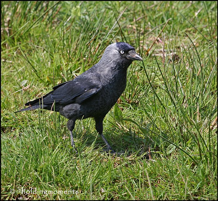 Jackdaw