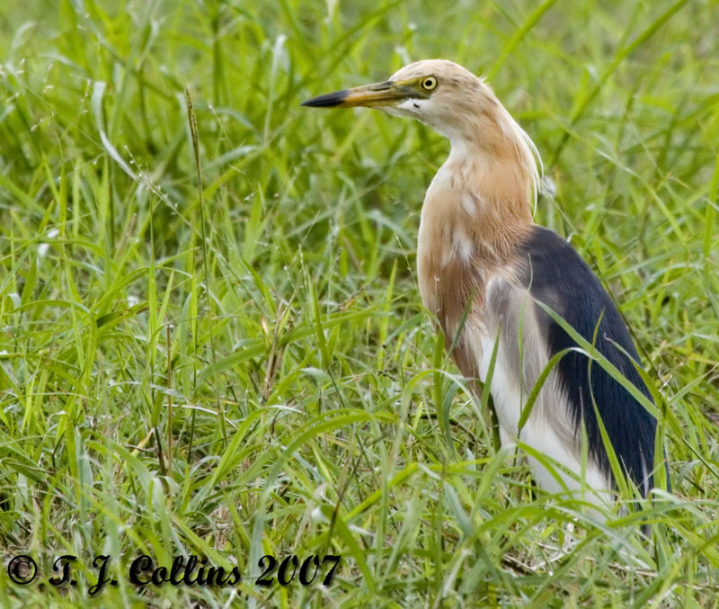 Javan pond heron | BirdForum