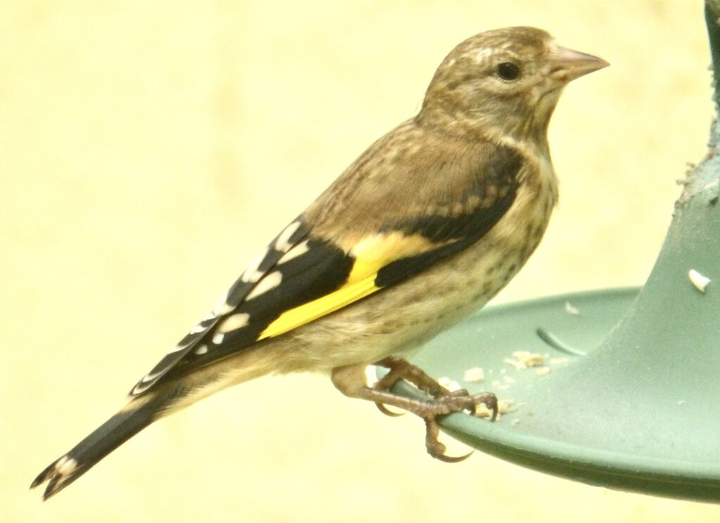 Junior Goldfinch feeding on sunflower hearts