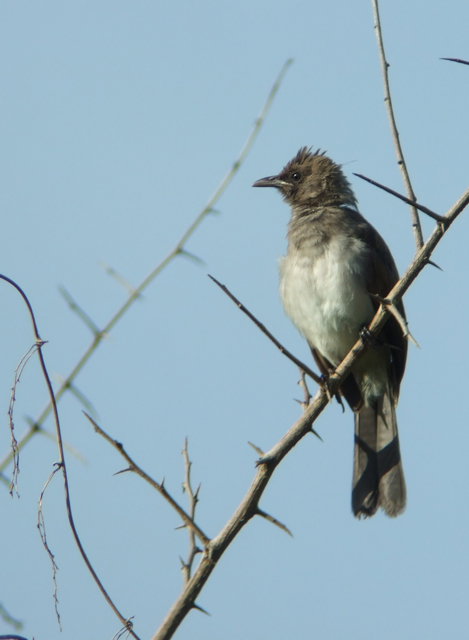 Juv Bulbul