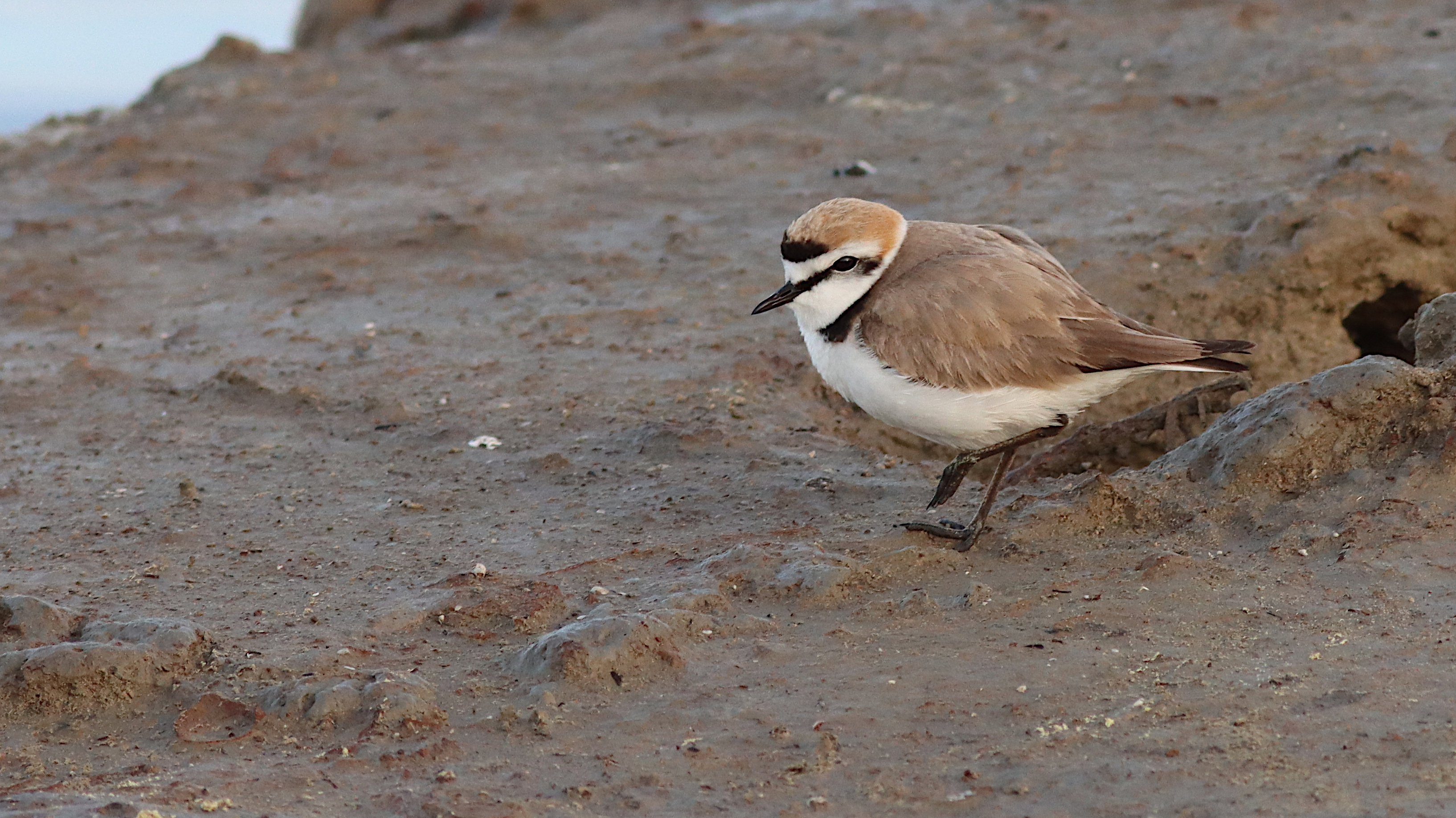 kentish plover (male, breeding)