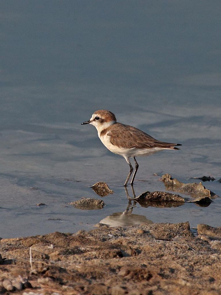 Kentish Plover