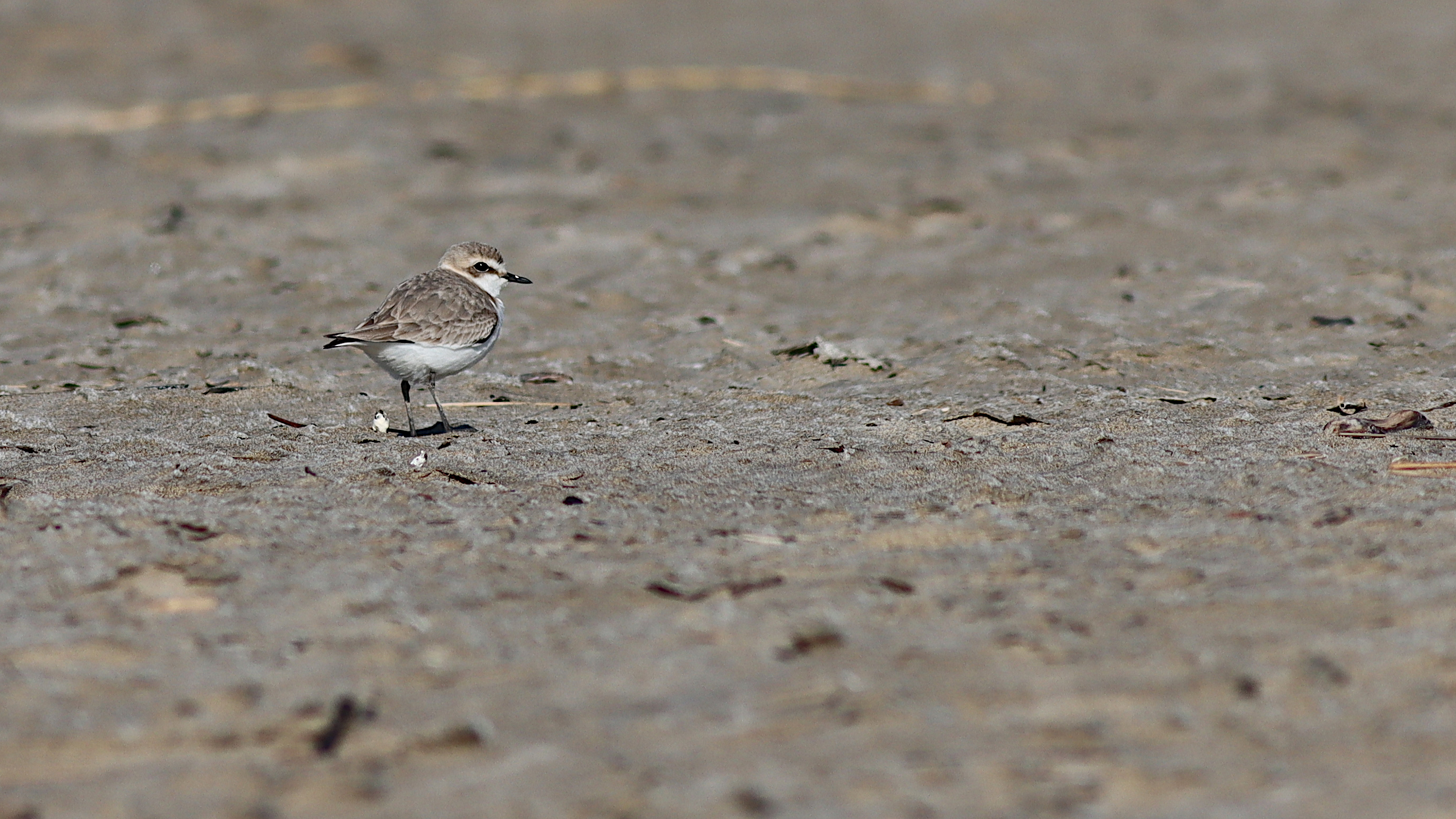 kentish plover