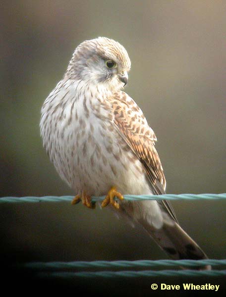 Kestrel