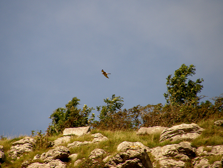 Kestrel