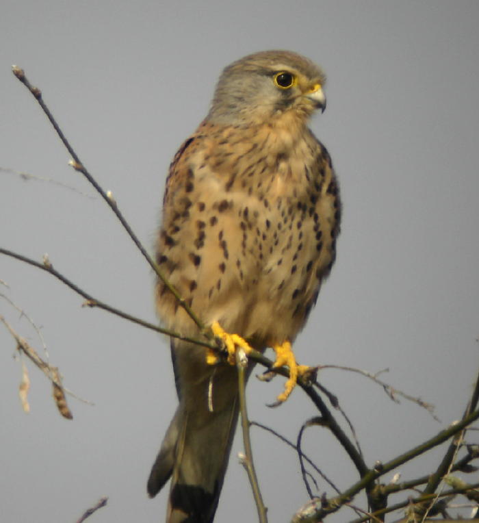 Kestrel